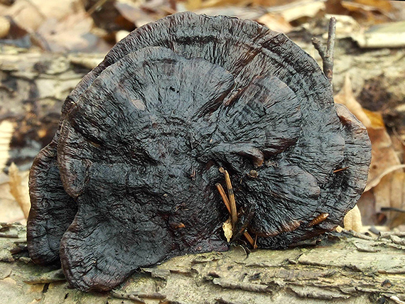 sieťkovček červenkastý Daedaleopsis confragosa (Bolton) J. Schröt.