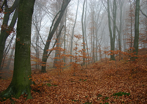 biotop hríba príveskatého Fagus sylvatica , Boletus appendiculatus