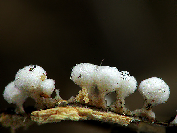 slizovka Myxomycetes