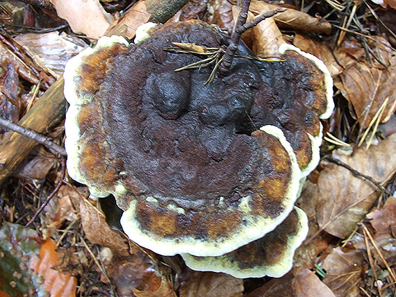 hnedák Schweinitzov Phaeolus schweinitzii (Fr.) Pat.