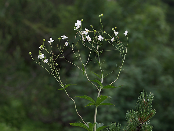 iskerník platanolistý Ranunculus platanifolius L.