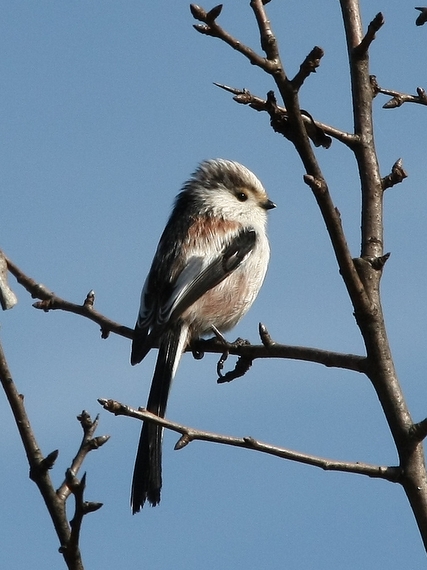 mlynárka dlhochvostá Aegithalos caudatus