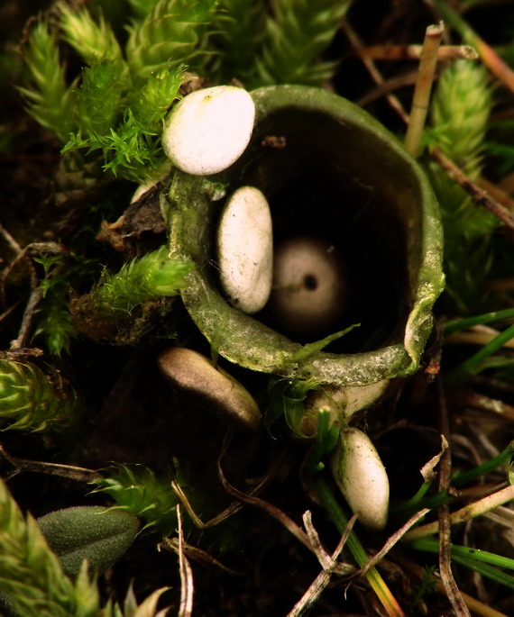 čiaškovec ? Cyathus ?