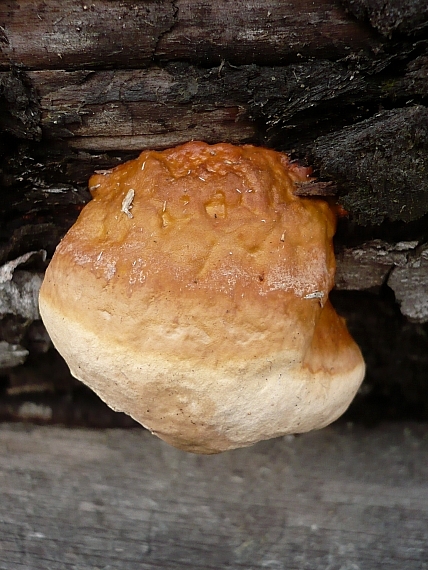 práchnovček pásikavý Fomitopsis pinicola (Sw.) P. Karst.