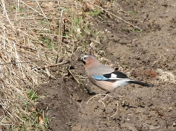 sojka obecná Garrulus glandarius