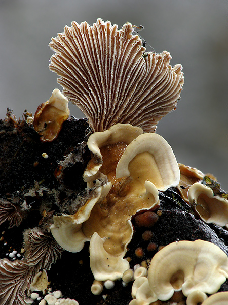 klanolupeňovka obyčajná Schizophyllum commune Fr.