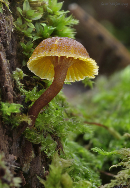 tanečnička zvončekovitá Xeromphalina campanella (Batsch) Maire