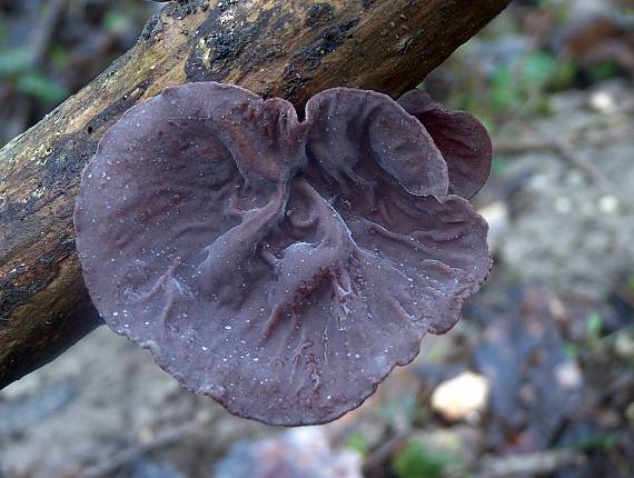 uchovec bazový Auricularia auricula - judae