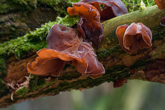 uchovec bazový Auricularia auricula-judae (Bull.) Quél.