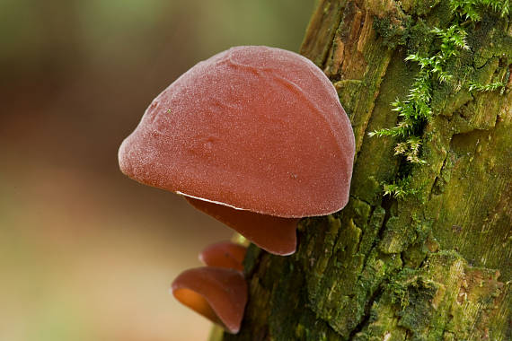 uchovec bazový Auricularia auricula-judae (Bull.) Quél.