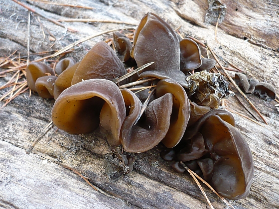 uchovec bazový Auricularia auricula-judae (Bull.) Quél.