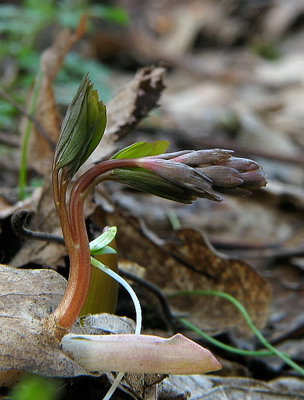 chochlačka Corydalis sp.