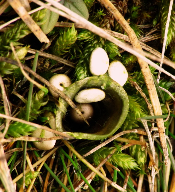 čiaškovec ? Cyathus ?