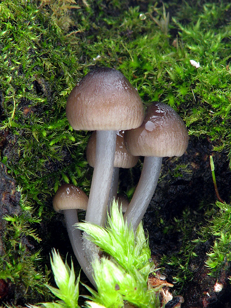 prilbička hnedosivá Mycena tintinnabulum (Paulet) Quél.