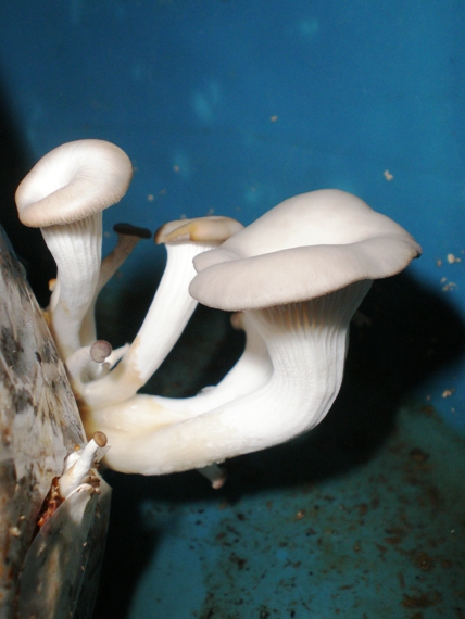 hliva ustricovitá Pleurotus ostreatus (Jacq.) P. Kumm.