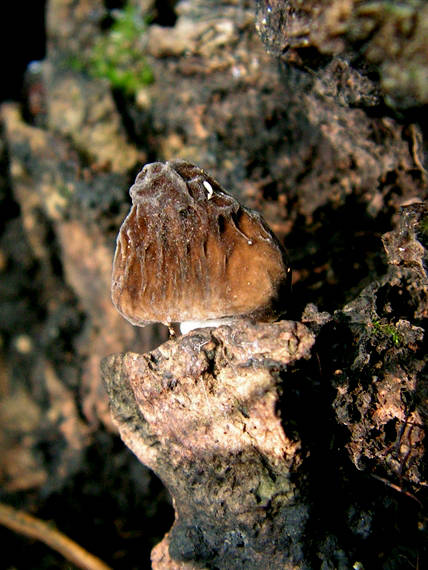 štítovka sivá Pluteus thomsonii (Berk. & Broome) Dennis