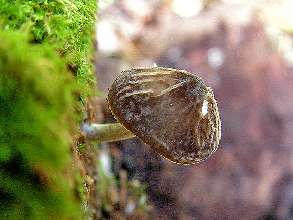 štítovka sivá Pluteus thomsonii (Berk. & Broome) Dennis