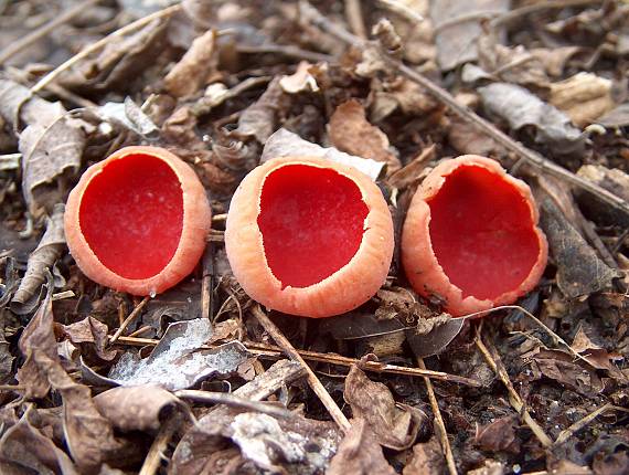 ohnivec šarlátový Sarcoscypha coccinea (Gray) Boud.