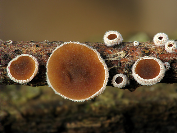 škľabka plstnatá Schizophyllum amplum (Lév.) Nakasone