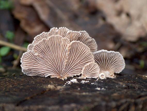 klanolupeňovka obyčajná Schizophyllum commune Fr.