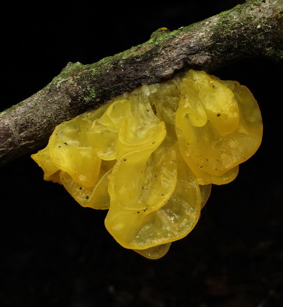 rôsolovka zlatožltá Tremella mesenterica Retz.