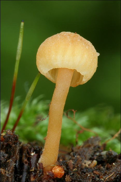 tanečnička zvončekovitá Xeromphalina campanella (Batsch) Maire