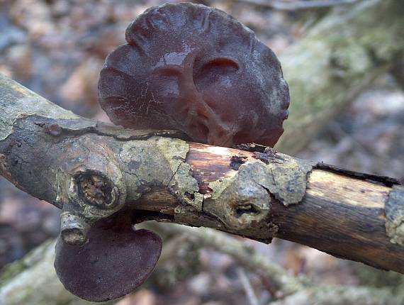 uchovec bazový Auricularia auricula-judae (Bull.) Quél.