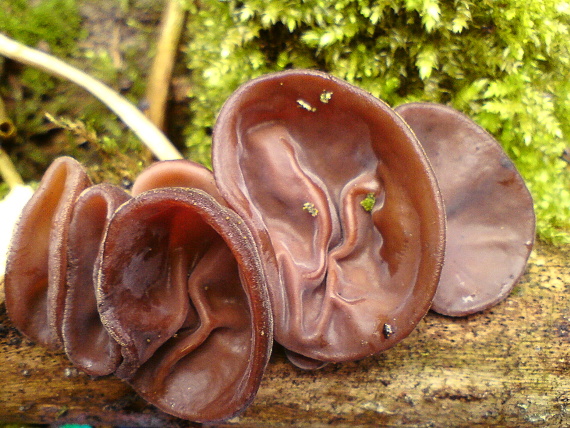 uchovec bazový Auricularia auricula-judae (Bull.) Quél.