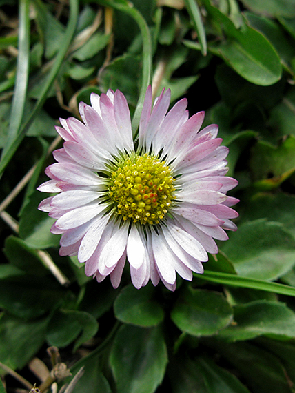 sedmokráska obyčajná Bellis perennis L.