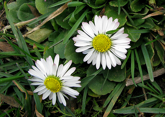 sedmokráska obyčajná Bellis perennis L.