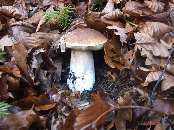 hríb smrekový  Boletus edulis  Bull.