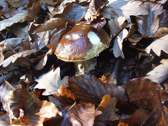 hríb smrekový Boletus edulis Bull.