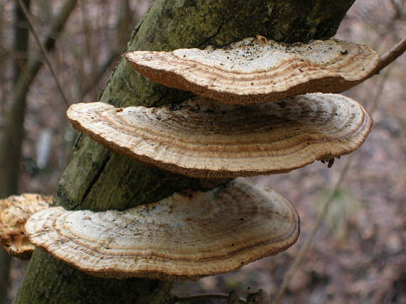 sieťkovček červenkastý Daedaleopsis confragosa (Bolton) J. Schröt.