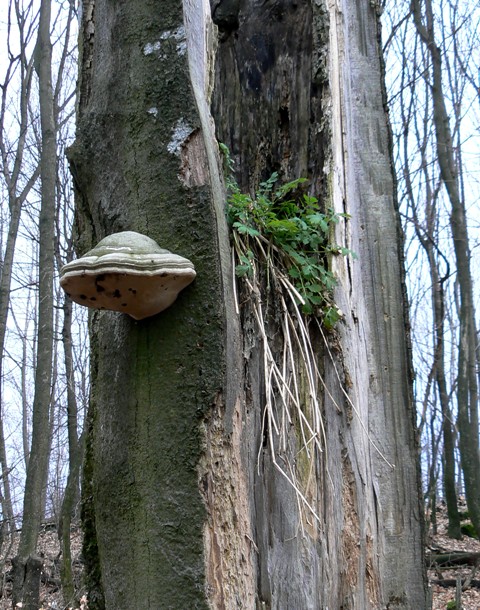 práchnovec  Fomes fomentarius (L.) J.J. Kickx