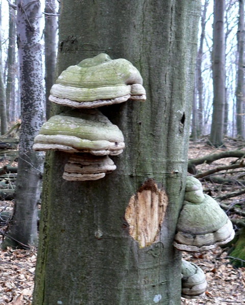 práchnovec  Fomes fomentarius (L.) J.J. Kickx