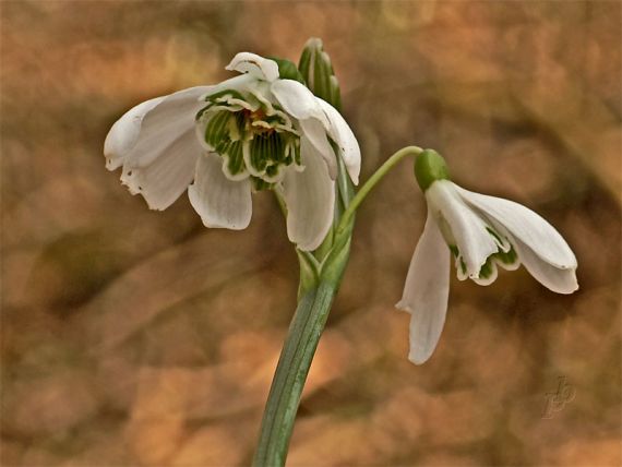 snežienka jarná Galanthus nivalis L.