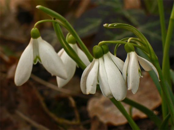 snežienka jarná Galanthus nivalis L.