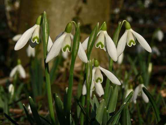 snežienka jarná Galanthus nivalis L.