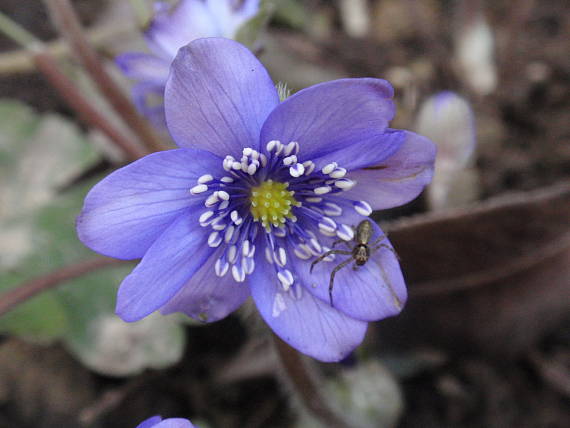 pečeňovník trojlaločný Hepatica nobilis Schreb.