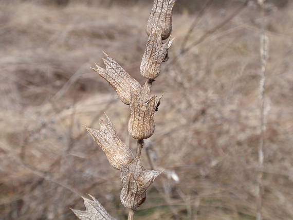 blen čierny Hyoscyamus niger L.