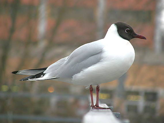 racek chechtavý Larus ridibundus