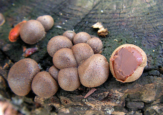 vlčinka červená Lycogala epidendrum (J.C. Buxb. ex L.) Fr.