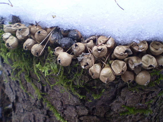 prášnica hruškovitá Lycoperdon pyriforme Schaeff.