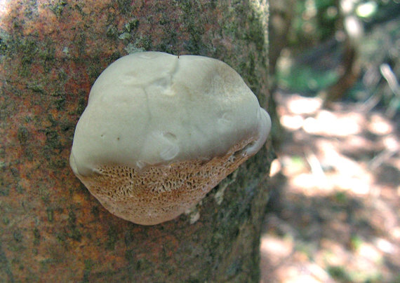 ohňovec Phellinus sp.