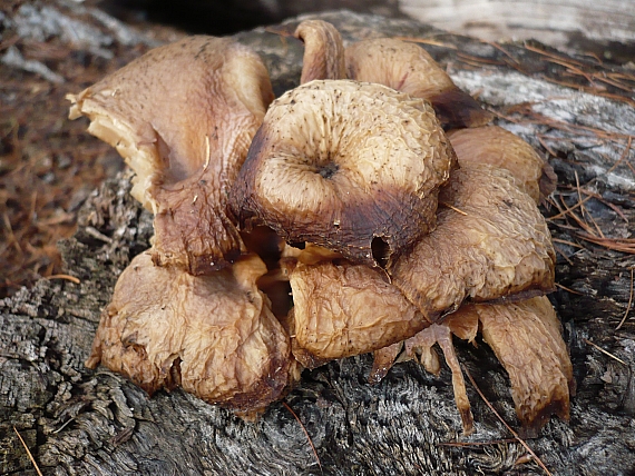 hliva ustricovitá Pleurotus ostreatus (Jacq.) P. Kumm.