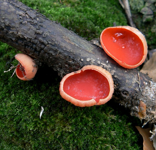 ohnivec šarlátový Sarcoscypha coccinea (Gray) Boud.