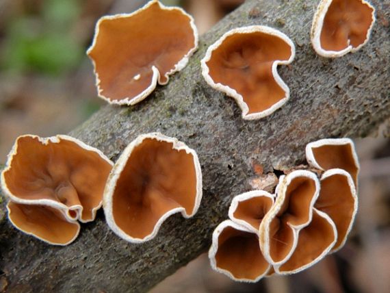 škľabka plstnatá Schizophyllum amplum (Lév.) Nakasone