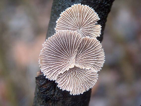 klanolupeňovka obyčajná Schizophyllum commune Fr.