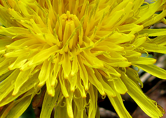 púpava lekárska Taraxacum officinale (L.) Weber ex F.H.Wigg