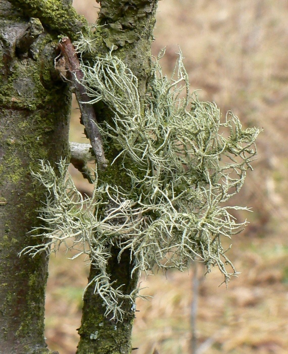 bradatec Usnea sp.